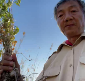 王北斗第十一次依《云依梦》编唱《6.4端午节后第三次采艾草百里返市悬挂时念佛》佛歌