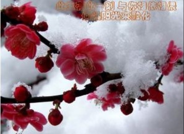 雪梅恋