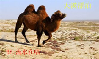psb骆驼.jpg