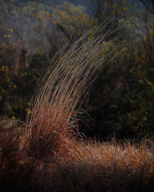 野草1.jpg