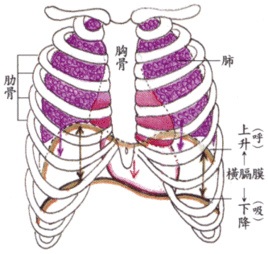 辣木内包装.jpg