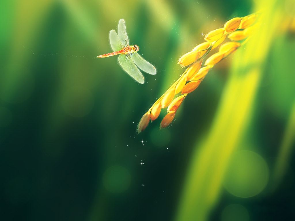 蜻蜓.jpg
