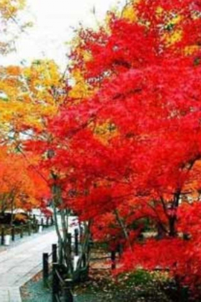 QQ图片20151109101646.jpg