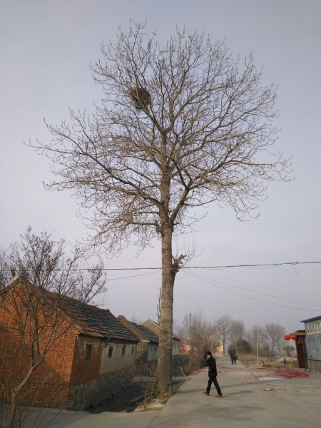 故乡的屋后