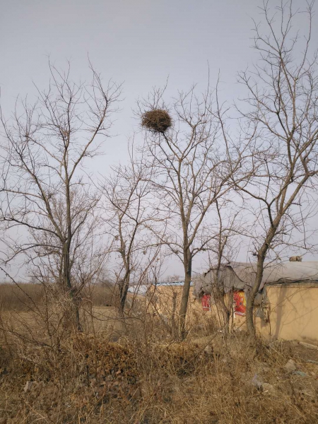 草屋后的鹊巢