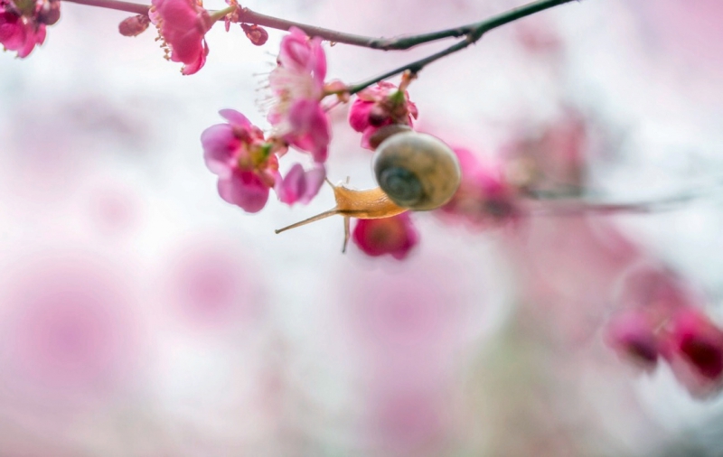 弄花.jpg