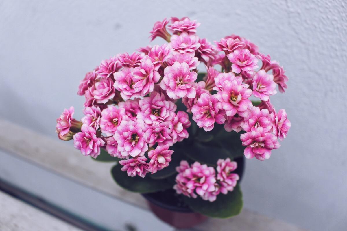 花2.jpg
