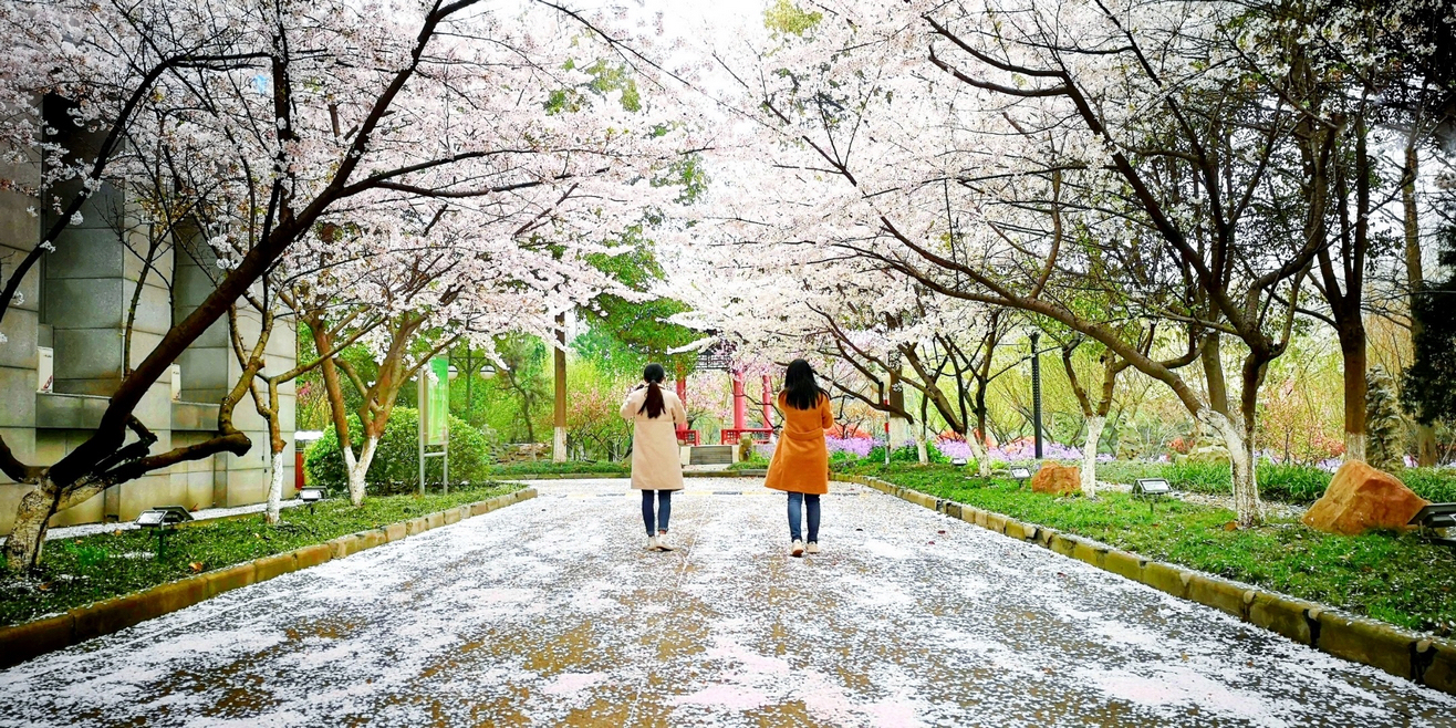 花瓣雨 周文静 摄.jpg