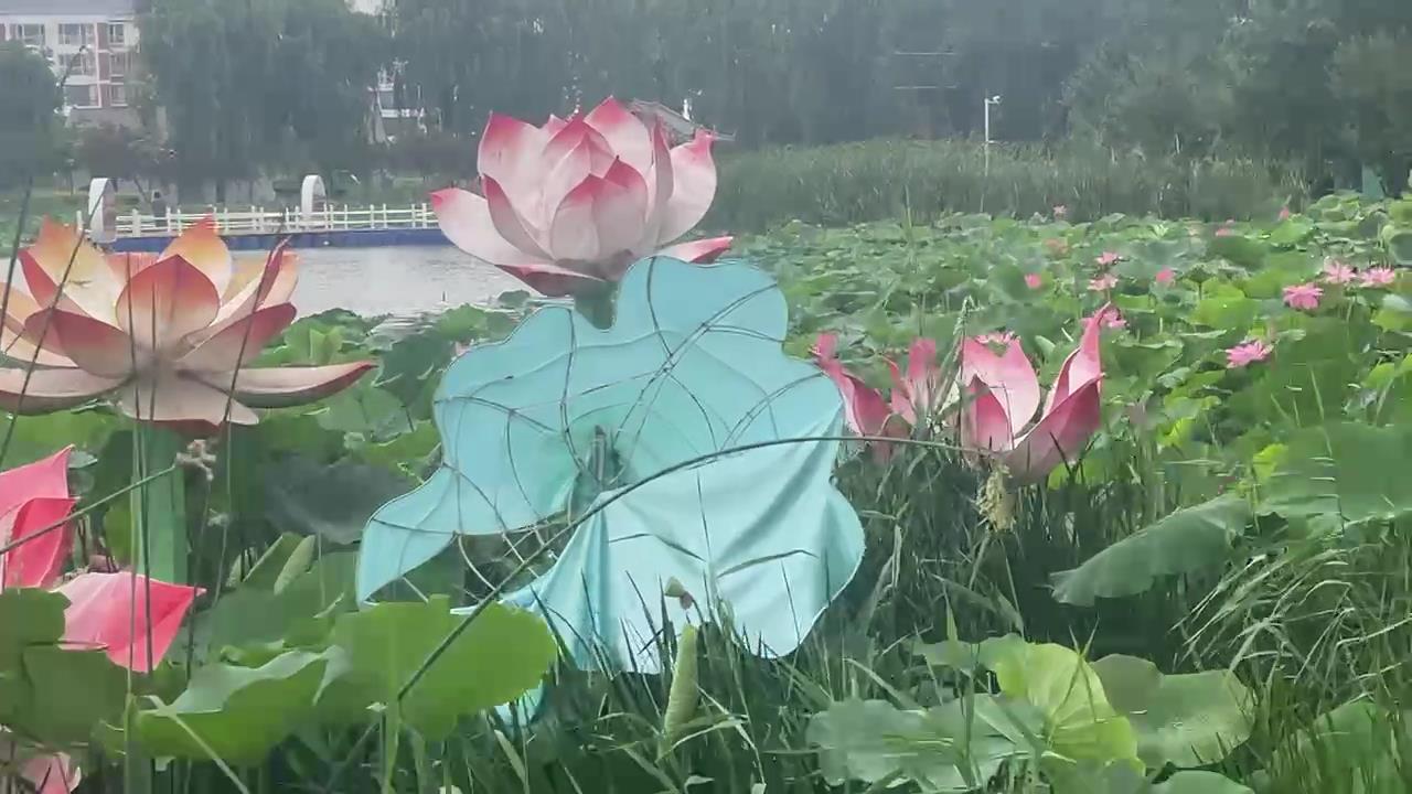 9db4e54d7e343bc669d6[20260630-045247].jpg